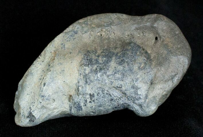 Fossil Cetacean (Whale) Ear Bone - Miocene #3501